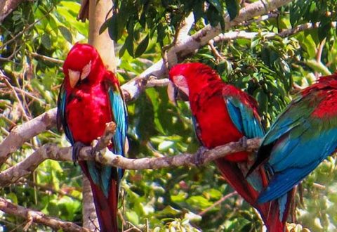 Tour Collpa de Guacamayos 2D/1N