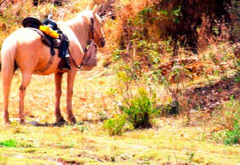 Cabalgata en Sacsayhumán