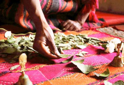 Lectura de Coca Lectura de Coca